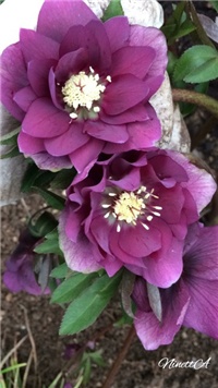 0f7e34b1-20170304 RI Kukurjek 2.jpg